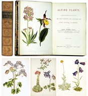 Picture of WOOSTER (DAVID)