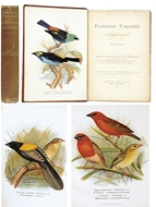 Picture of BUTLER (ARTHUR G) 1844 - 1925