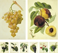 Picture of HOOKER, JOSEPH DALTON (1817 - 1911)