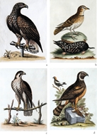 Picture of GEORGE EDWARDS (1694 - 1773)