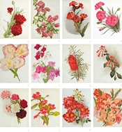 Picture of HOOKER, JOSEPH DALTON (1817 - 1911)