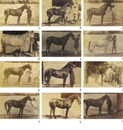 Picture of PHOTOGRAPHER UNKNOWN C. 1870