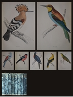 Picture of F. O. MORRIS (1810 - 1893)