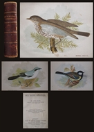 Picture of ANNE PRATT (1806 - 1893)