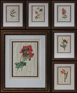 Picture of REDOUTÉ P J (1759 - 1840)