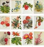 Picture of SIR JOSEPH DALTON HOOKER (1817 - 1911)