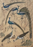 Peafowls & Peahens